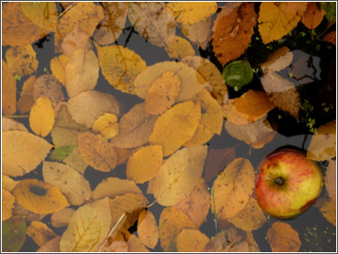 bham pond apple